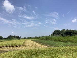 IMG_5417